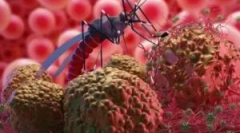 Ce este malaria și patogenul ei